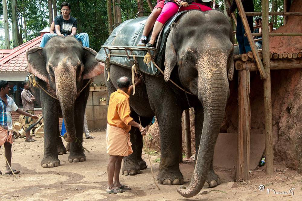 Carmelagiri Elephant Park